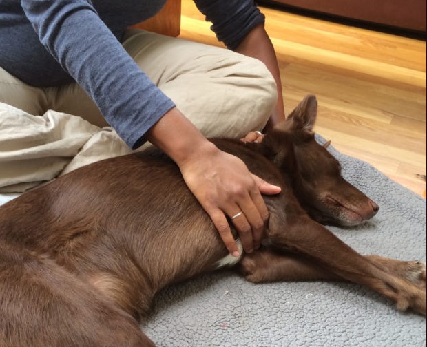Animal Reiki Healing Services in Allen Park, MI